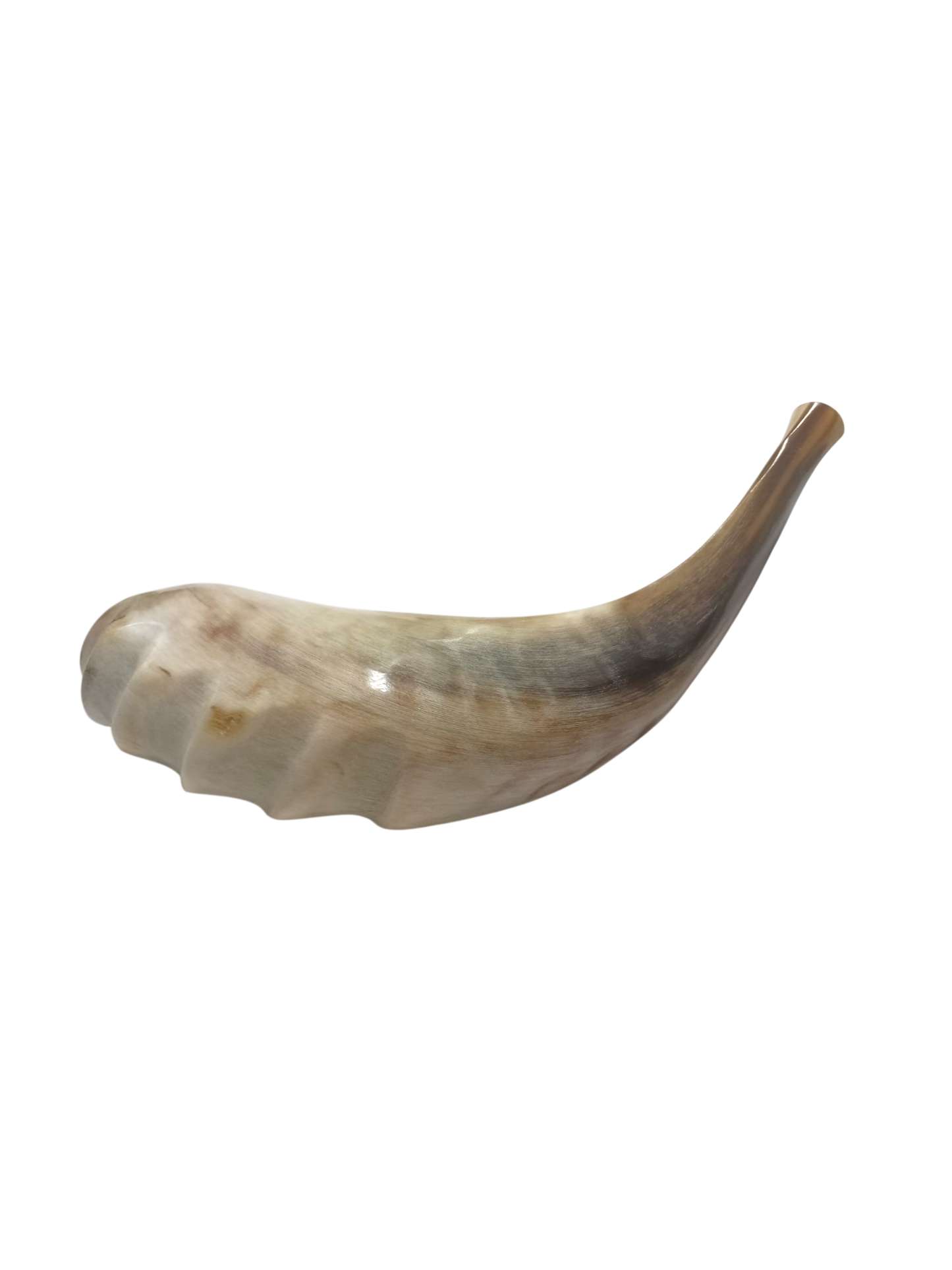 Natural Kosher Ram’s Horn Shofar
