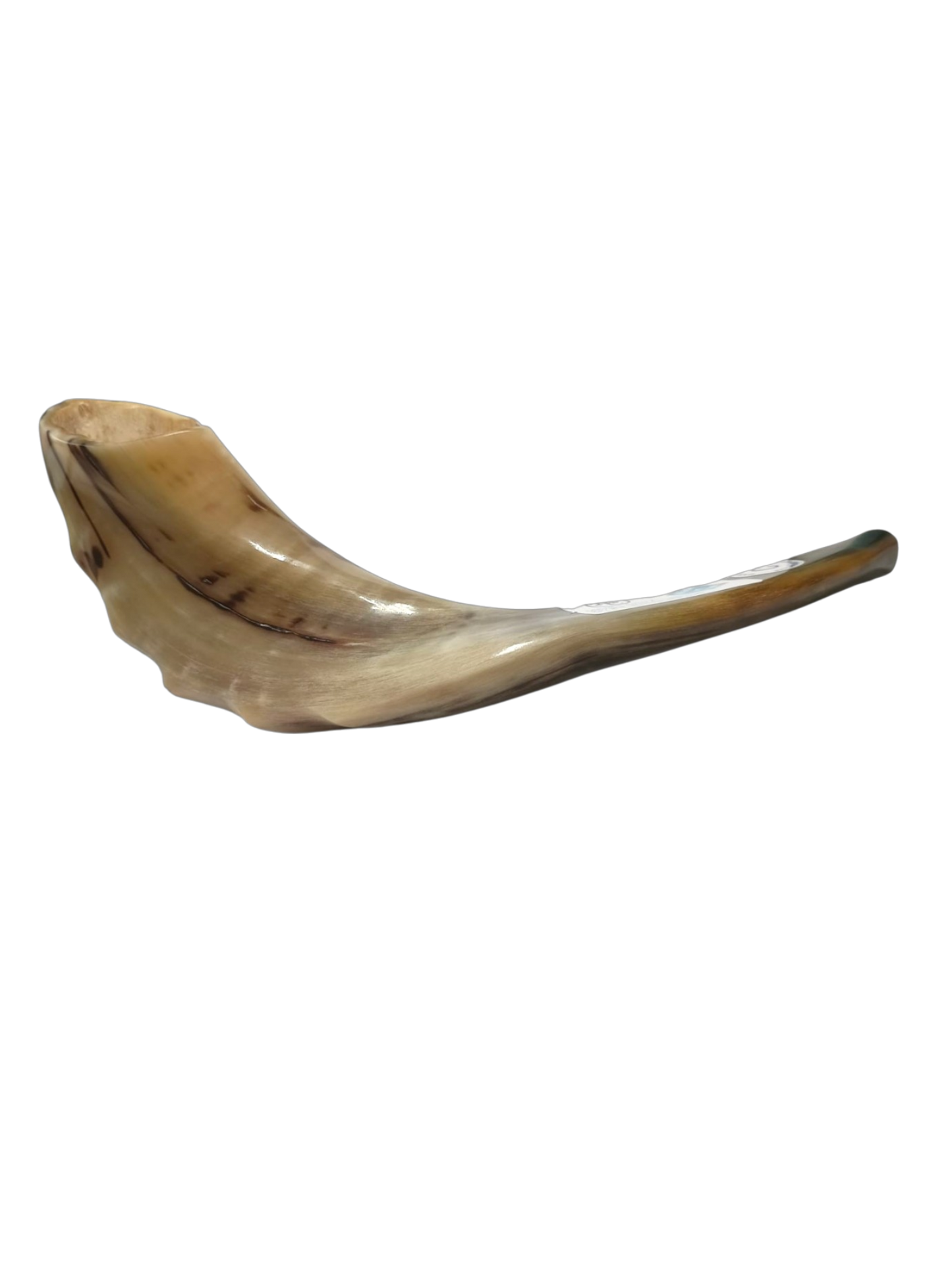 Natural Kosher Ram’s Horn Shofar