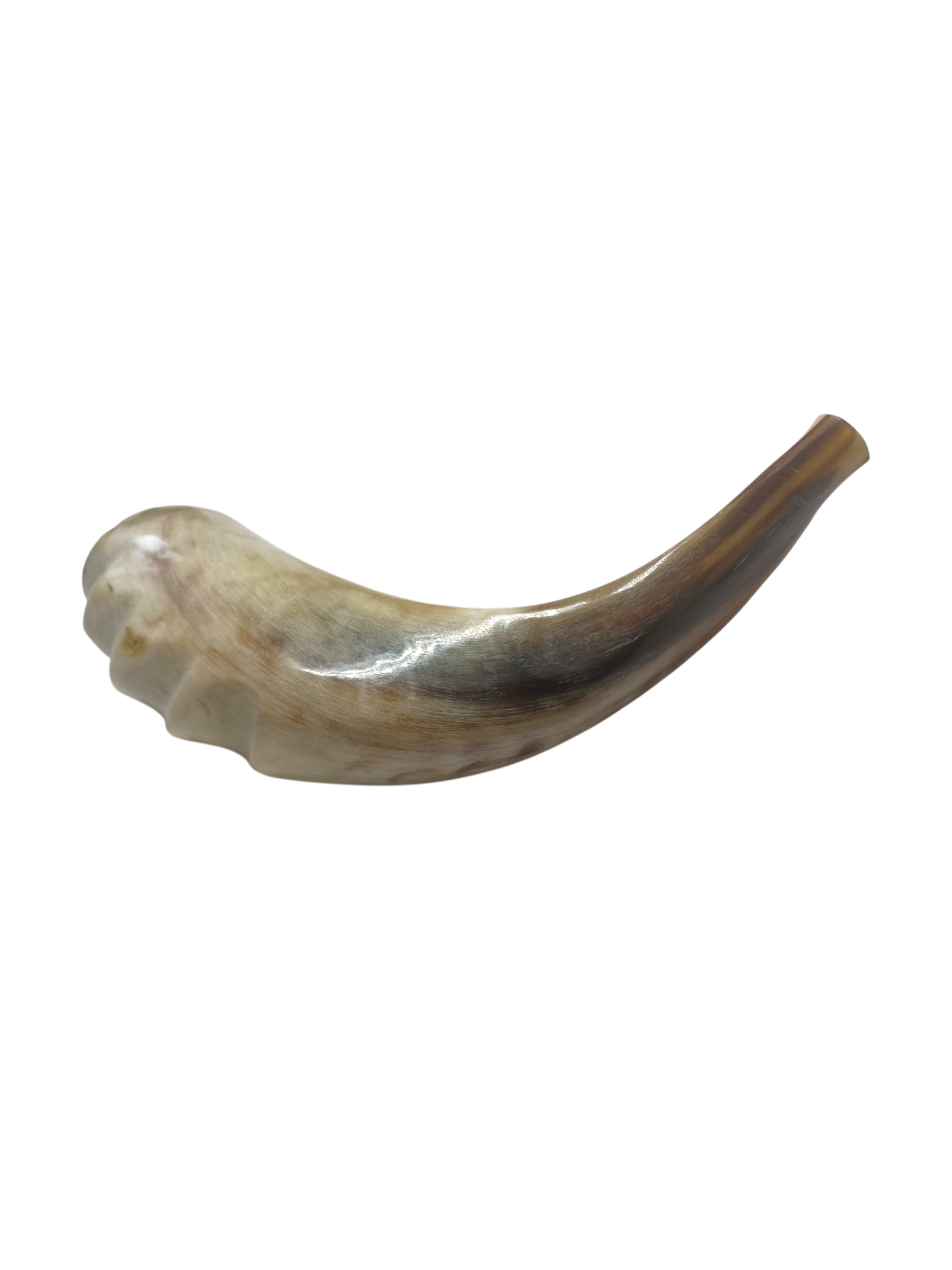 Natural Kosher Ram’s Horn Shofar