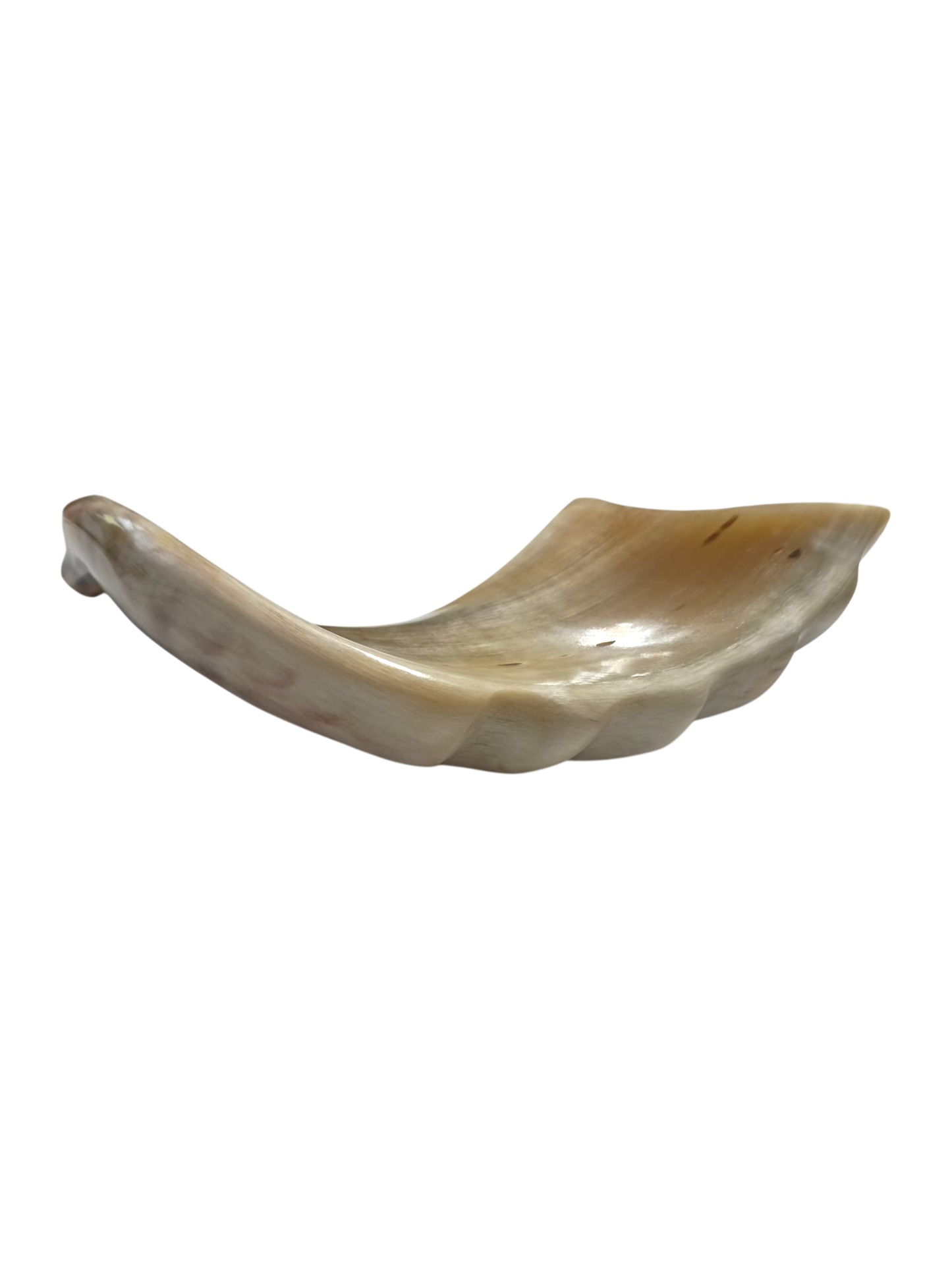 Natural Kosher Ram’s Horn Shofar