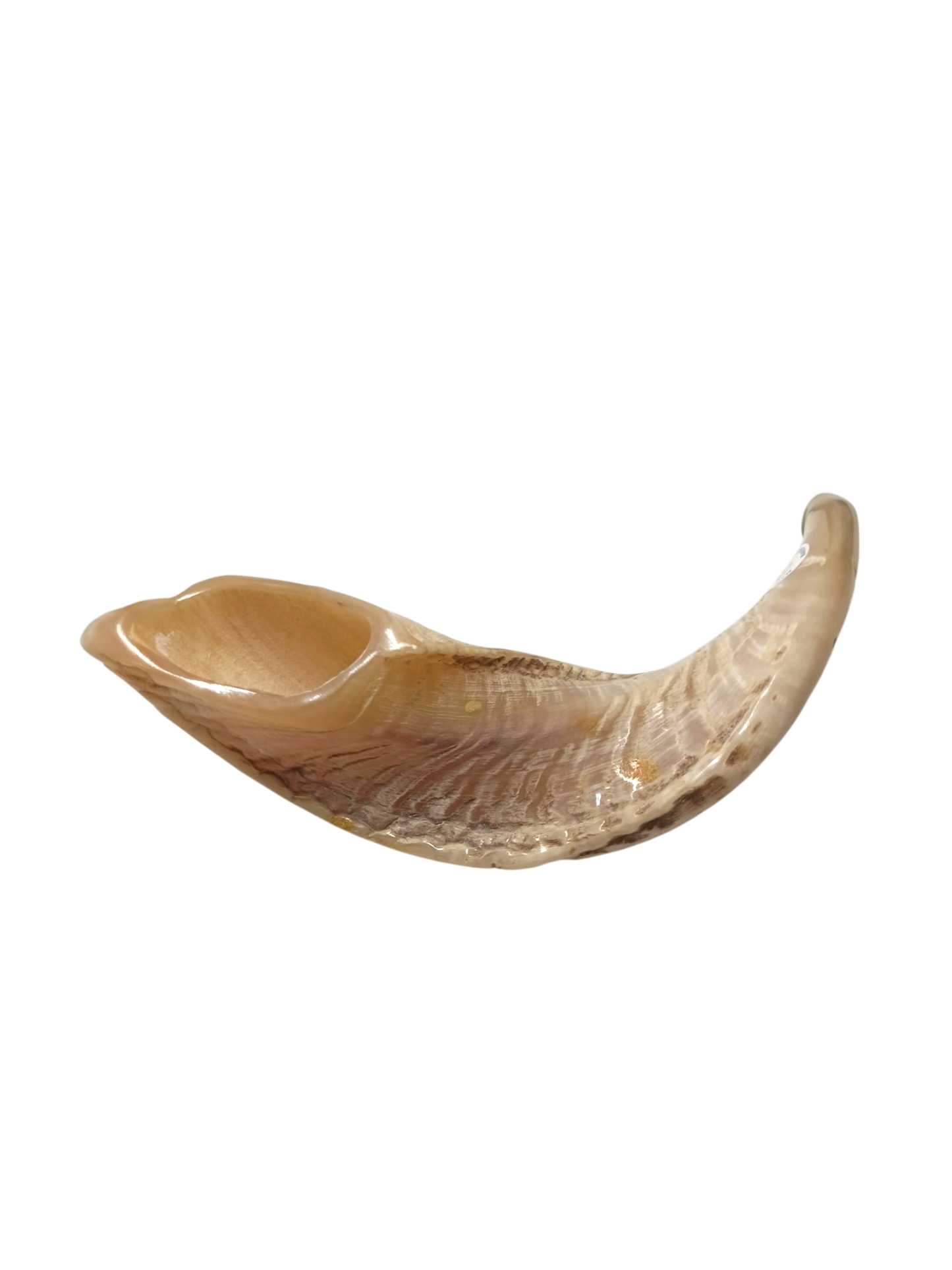 Přírodní košer šofar z beraního rohu