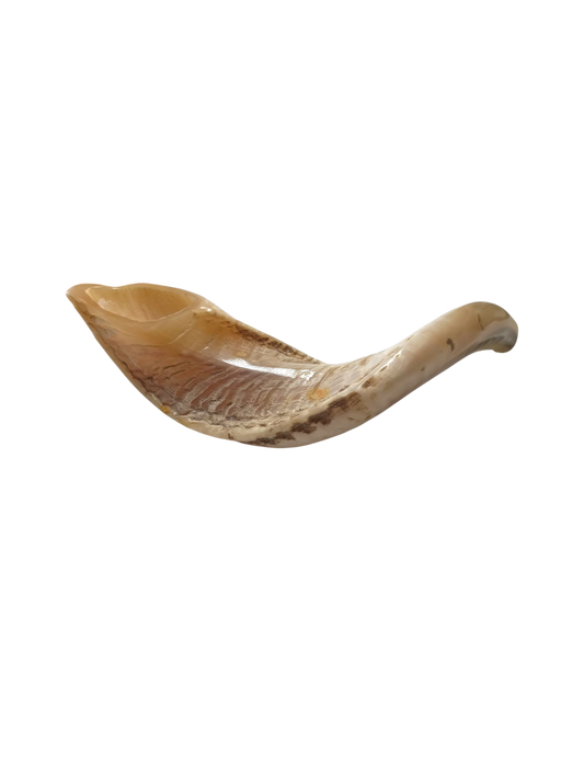 Natural Kosher Ram’s Horn Shofar