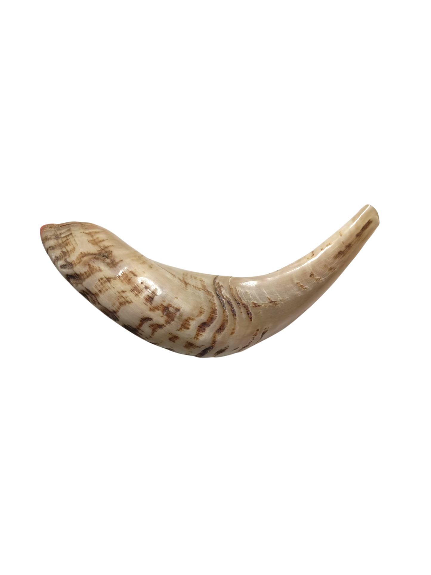 Natural Kosher Ram’s Horn Shofar