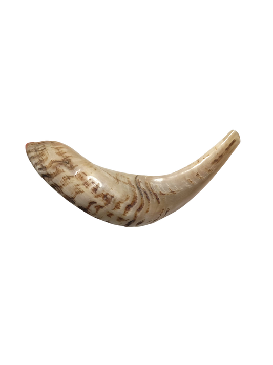 Natural Kosher Ram’s Horn Shofar