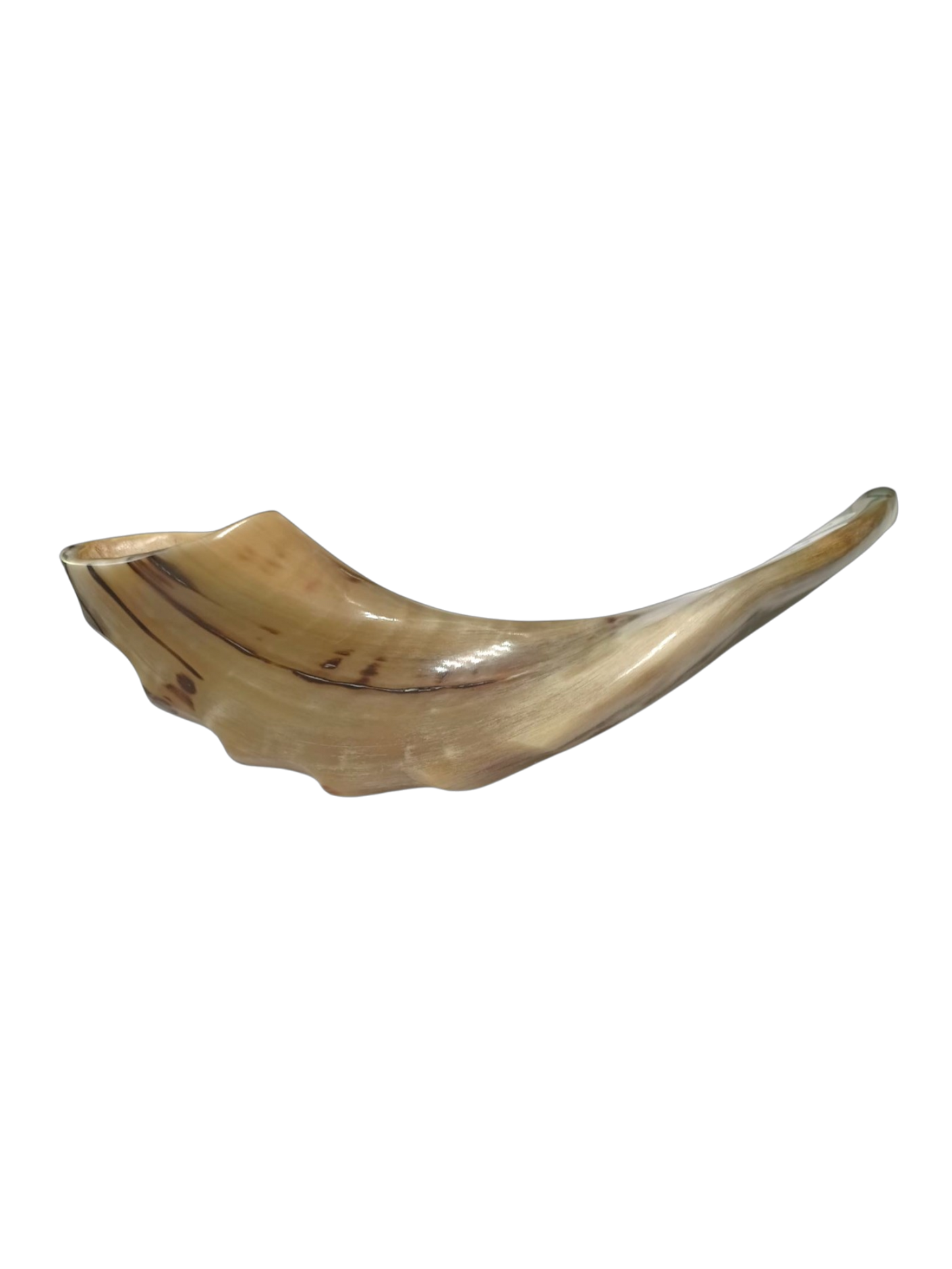 Natural Kosher Ram’s Horn Shofar